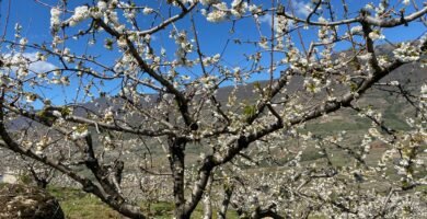 a tree with white flowers in the middle of a field