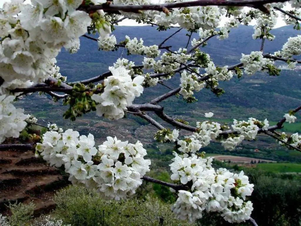 Cerezo en Flor 2025 en el Valle del Jerte