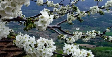 Cerezo en Flor 2025 en el Valle del Jerte